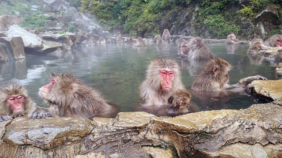 Япония источники обезьяны