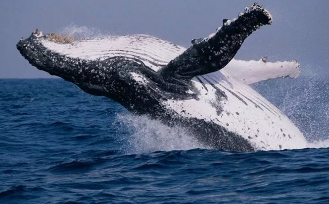 9 days Sydney Elliott Island Fraser Island tour