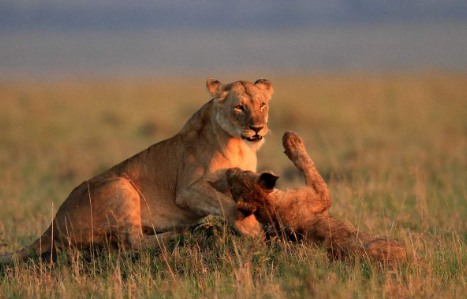 10 days Nairobi Masai mara tour