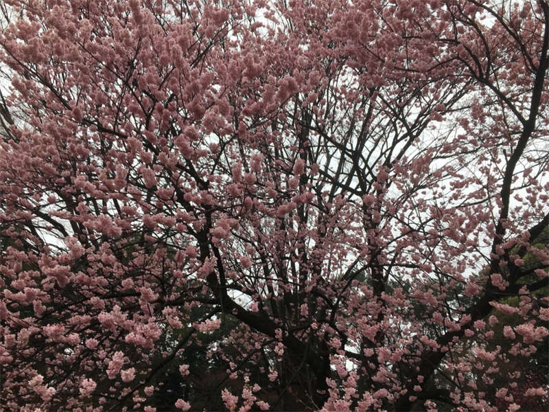 A little cherry blossom