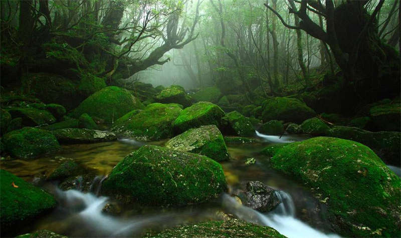 Yakushima