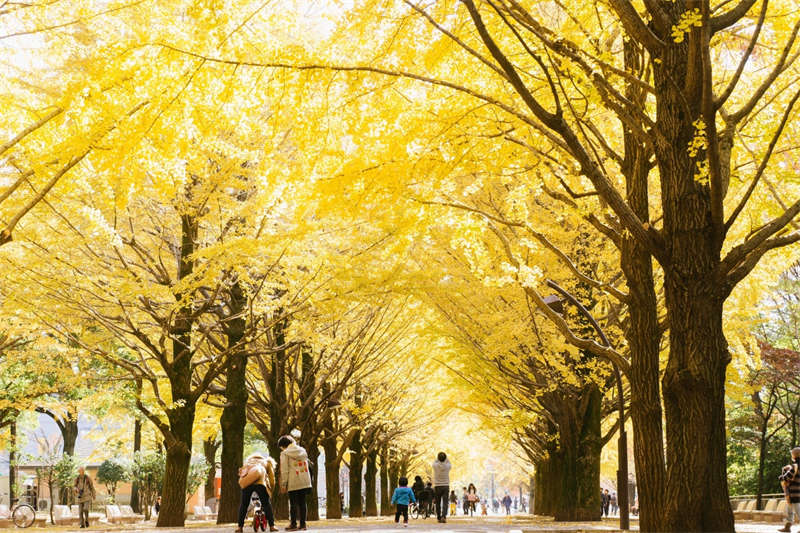 Autumn is the Best Time to Visit Japan