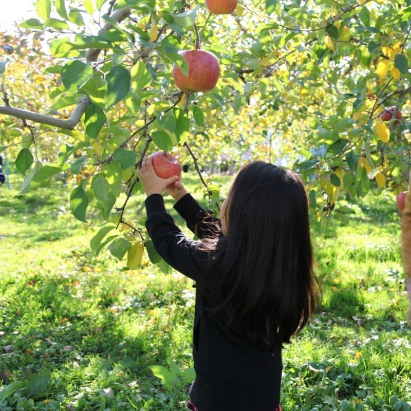 Fruit picking