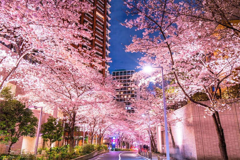 Roppongi Sakurazaka