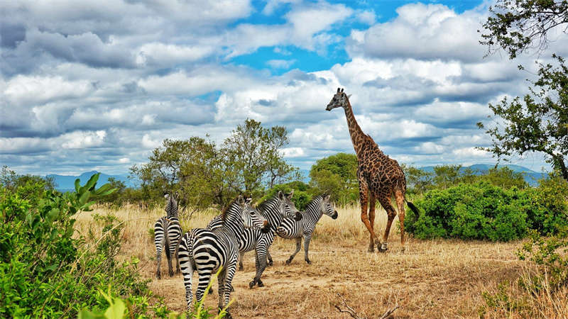 9 days Kilimanjaro Arusha Ngorongoro Serengeti tour