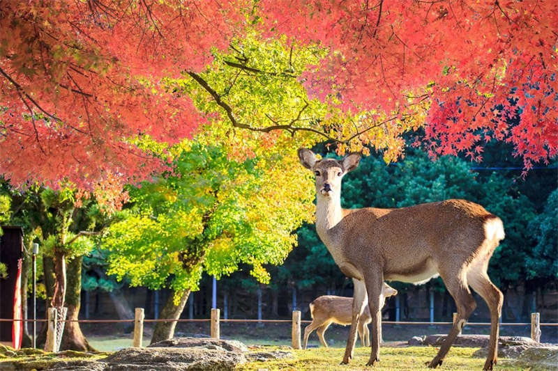 Nara: Nov 16-27