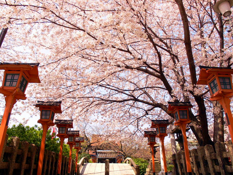 7 Day Tokyo and Kyoto Cherry Blossom Tour