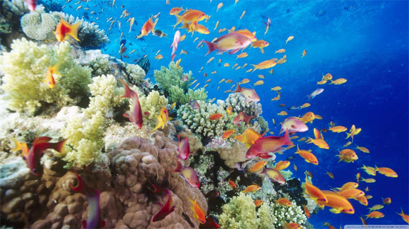 10 Day Sydney, Reef & Rainforest Tours